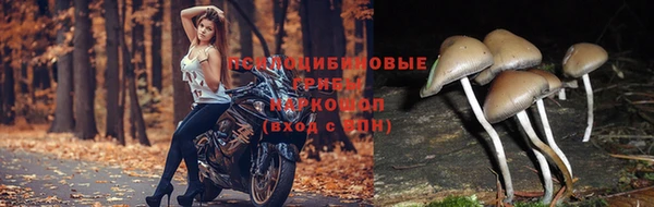 шишки Абинск